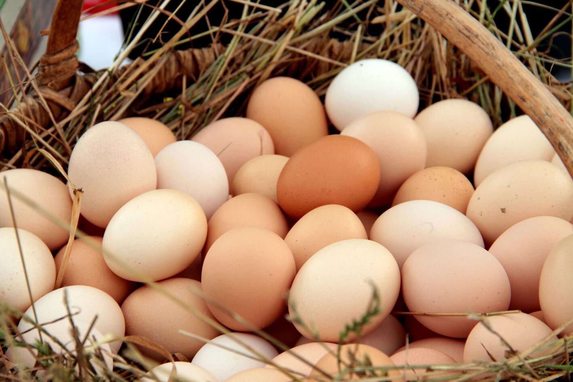 huevos