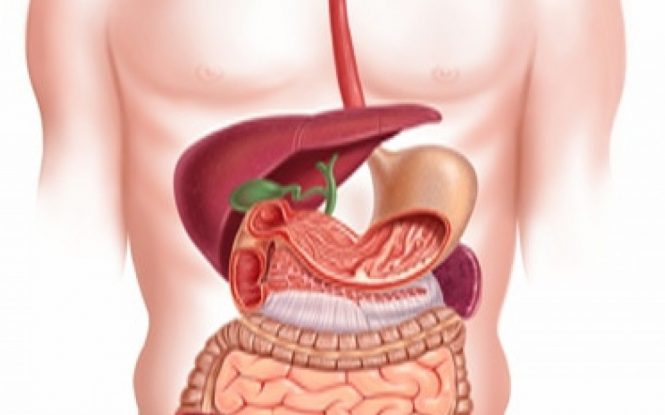 digestión